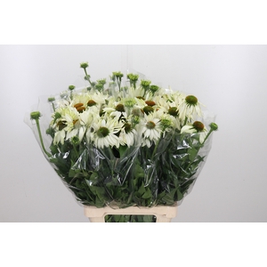 Echinacea Purpurea Wit