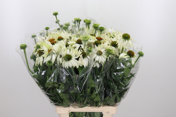 <h4>Echinacea Purpurea Wit</h4>