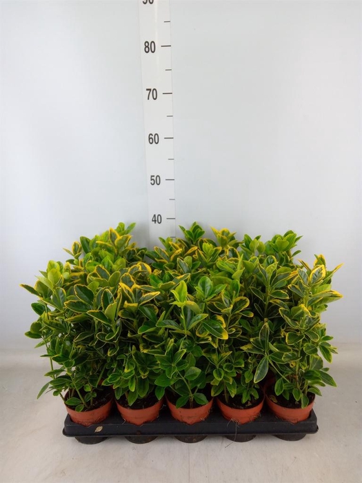 <h4>Euonymus japon. 'Aureus'</h4>