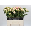 Paeonia Pink Snow