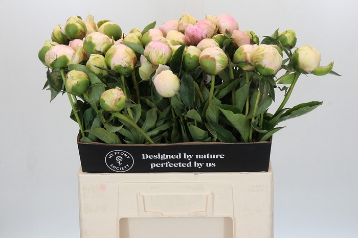 <h4>Paeonia Pink Snow</h4>