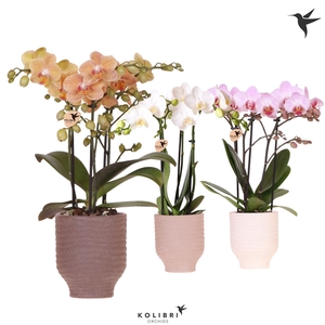 Kolibri Orchids Phalaenopsis mix 3 spike in Beach pot mix