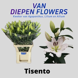 LI OT TISENTO