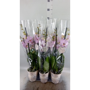 Phalaenopsis   ...