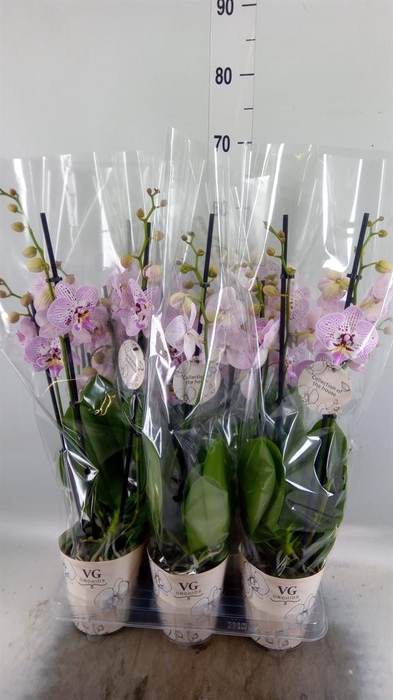 <h4>Phalaenopsis   ...</h4>