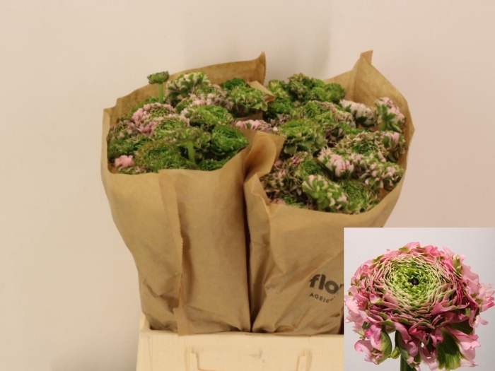 <h4>RAN PON PON CANDY</h4>