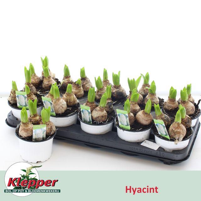 <h4>HYACIN WHITE PEARL P12</h4>