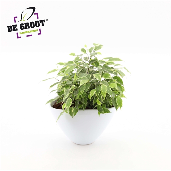 <h4>Arrangement ficus kinky in enveloppot</h4>