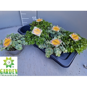 SEDUM GEM
