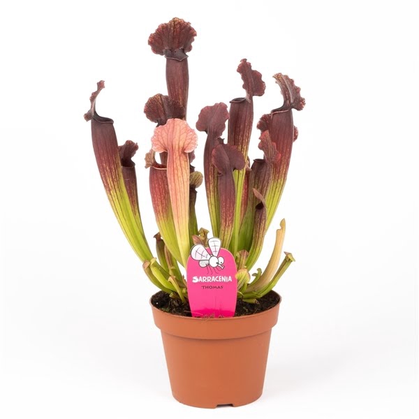 <h4>Sarracenia 'Thomas'</h4>