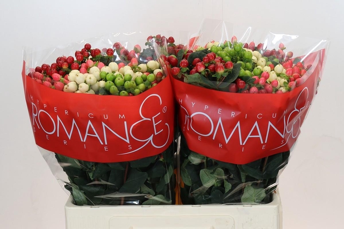 Hypericum Rainbow Romance