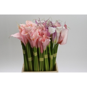 Zantedeschia Eydolls Gemengd In Fust