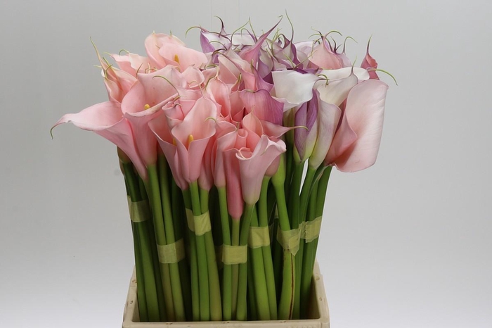 <h4>Zantedeschia Eydolls Mixed in Bucket</h4>