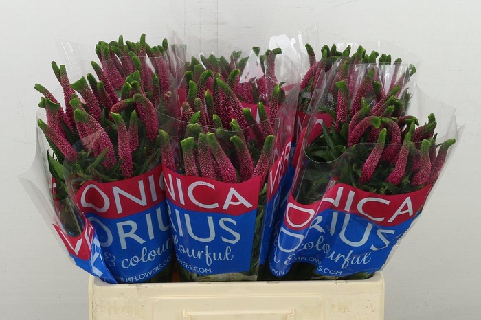 <h4>Veron Smart Iselle</h4>