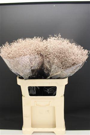 <h4>Gyps Fijn Champagne</h4>