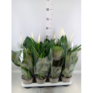 Spathiphyllum  'Sweet Silvio'