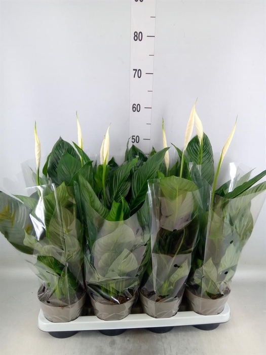 <h4>Spathiphyllum  'Sweet Silvio'</h4>