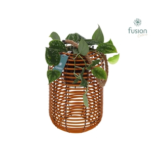 Lantaarn rattan spiraal Hori incl.glas hengsel en Scindapsus