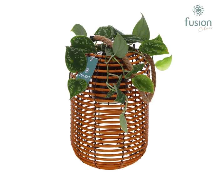 <h4>Lantaarn rattan spiraal Hori incl.glas hengsel en Scindapsus</h4>