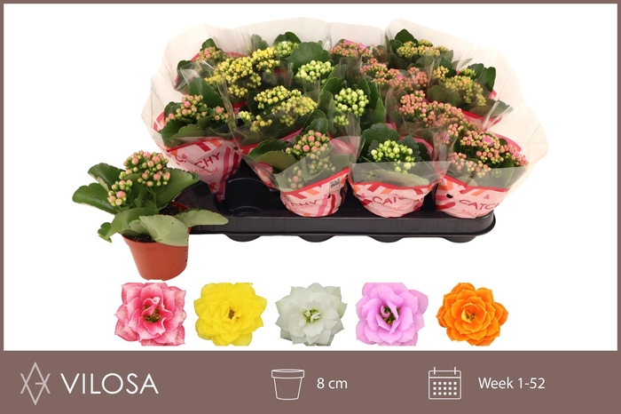 <h4>KAL GE GEM 5 KL</h4>