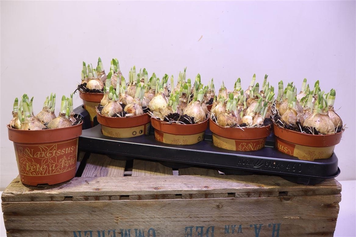 <h4>arr8 Narc O Tete A Tete</h4>