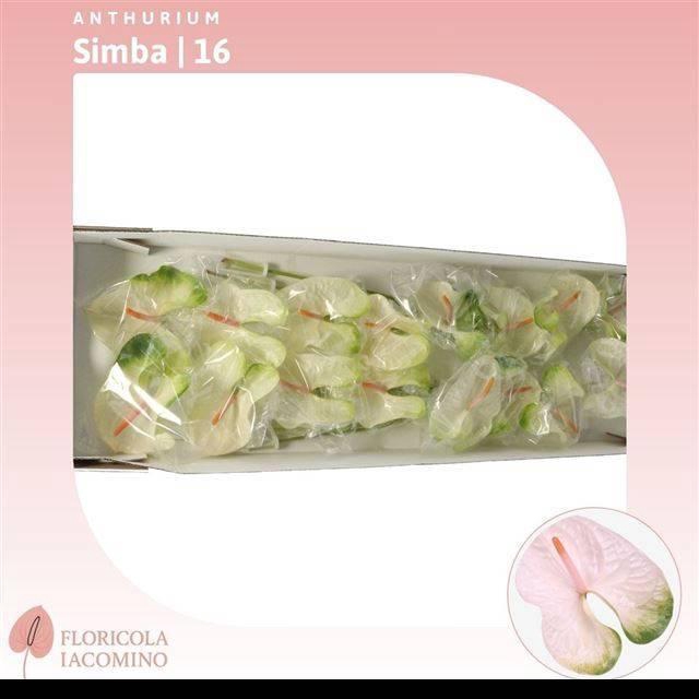 <h4>Anth A Simba</h4>