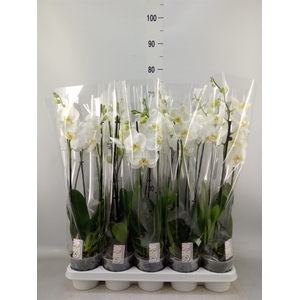 Phalaenopsis   ...white