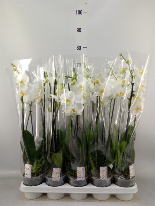 <h4>Phalaenopsis   ...white</h4>