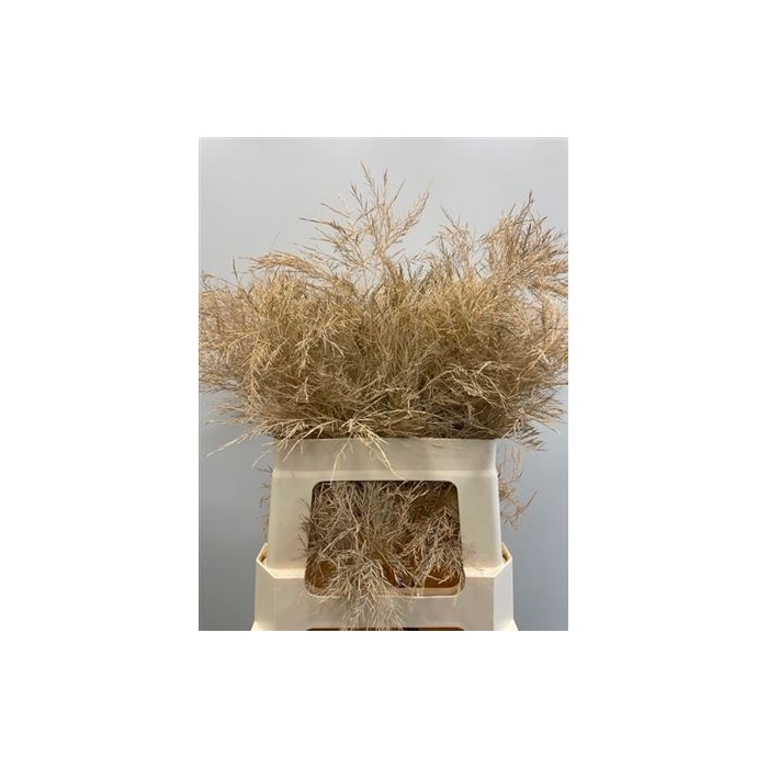 <h4>Treefern Apricot</h4>