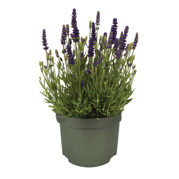 <h4>Lavandula "Spear Blue"</h4>