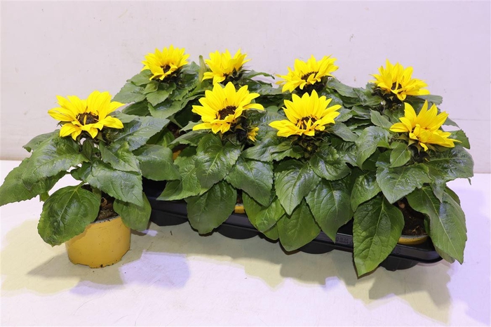 <h4>arr8 Heli Sunsation</h4>