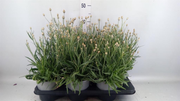 <h4>Catananche caerulea   ...</h4>