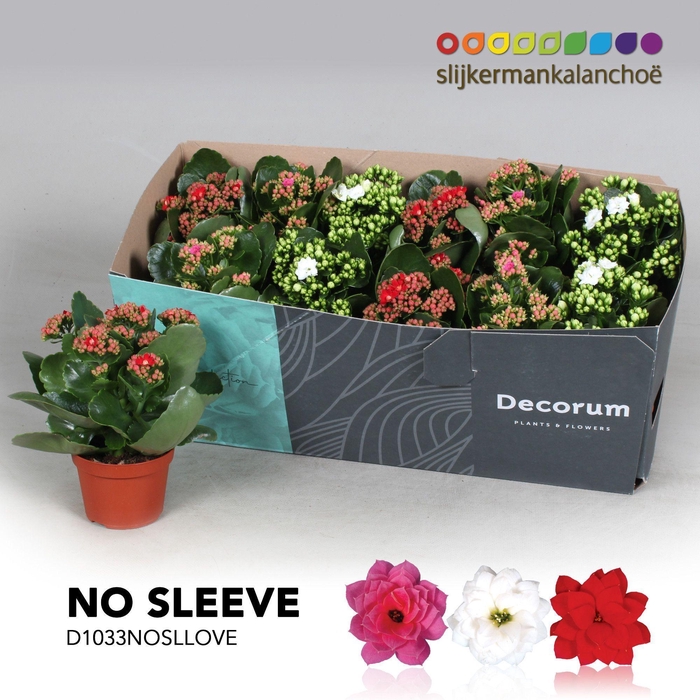 <h4>Kalanchoe No Sleeve - LOVE mix</h4>