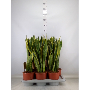 Sansevieria trifa. 'Laurentii'