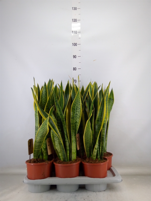 <h4>Sansevieria trifa. 'Laurentii'</h4>