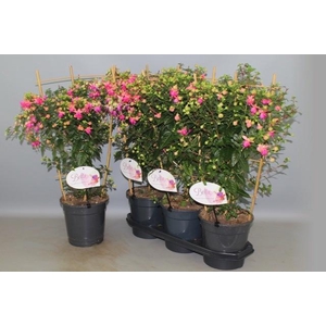 FUCHSIA OV