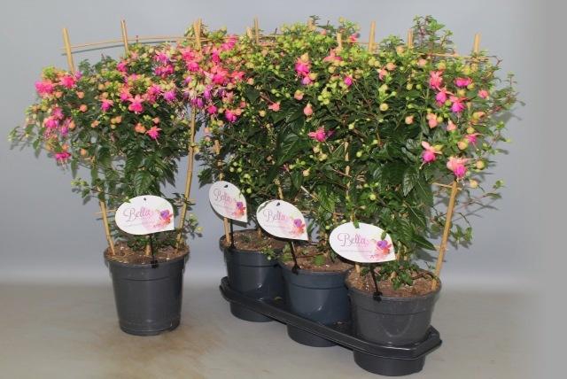<h4>FUCHSIA OV</h4>