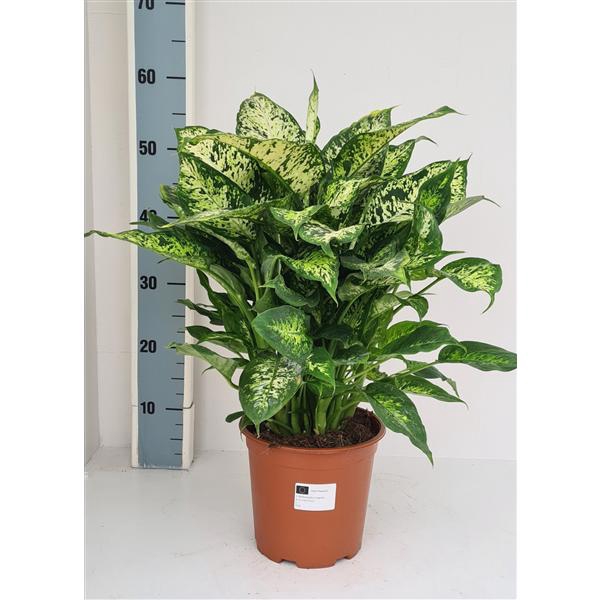 <h4>Dieffenbachia Compacta</h4>