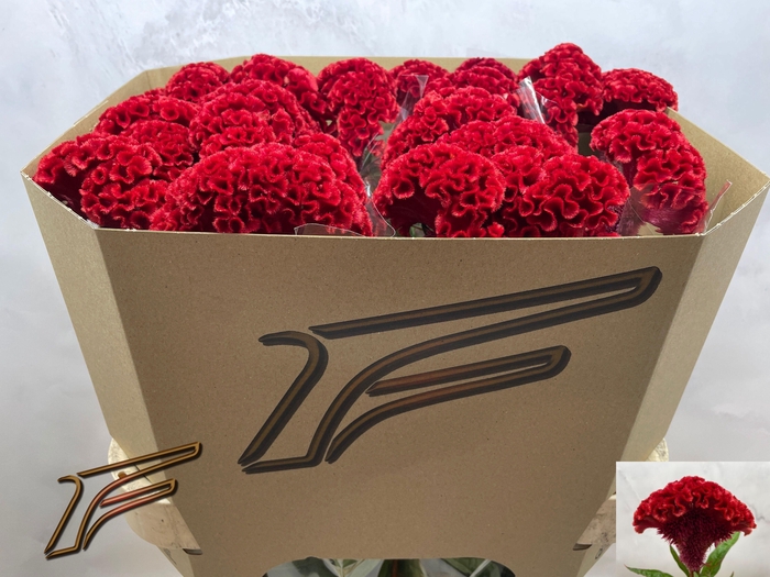 <h4>CEL C FLASHING</h4>