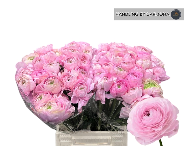 <h4>RAN SUCCESS BLUSH</h4>