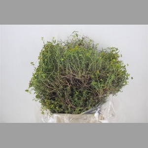 Euph Spinoza Medium 400gr P Bunch