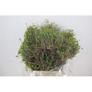 Euph Spinoza Medium 400gr P Bunch