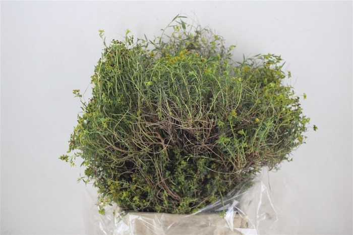 <h4>Euph Spinoza Medium 400gr P Bunch</h4>
