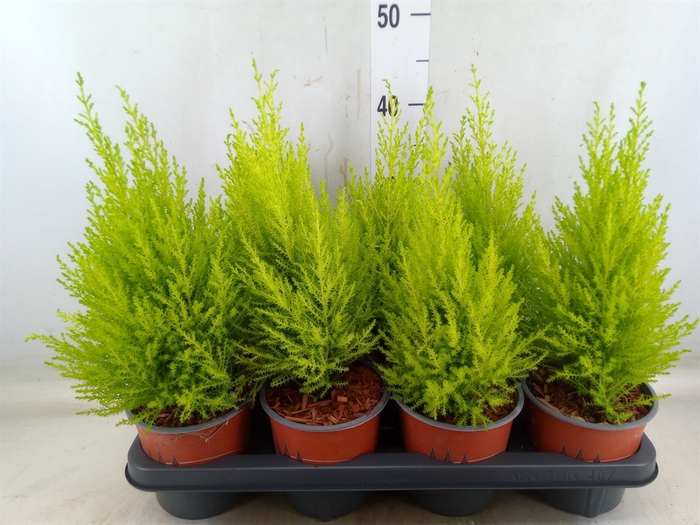 <h4>Cupressus macro. 'Goldcrest Wilma'</h4>