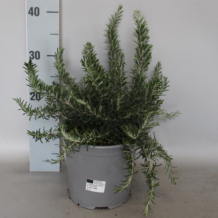 <h4>Kruiden I Rosmarinus prostratus (Kruip rozemarijn) 18cm</h4>