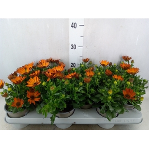 Osteospermum  'Margarita Orang Fla'