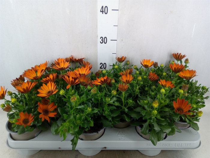 <h4>Osteospermum  'Margarita Orang Fla'</h4>