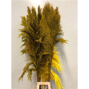 Cortaderia Yellow