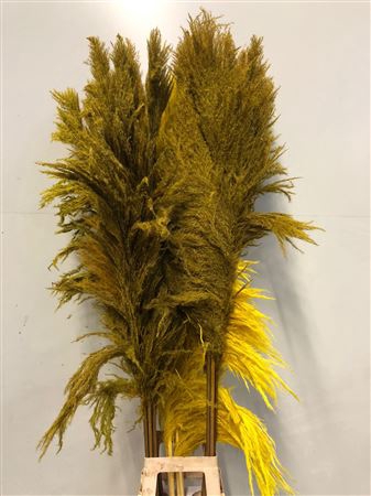 Cortaderia Yellow