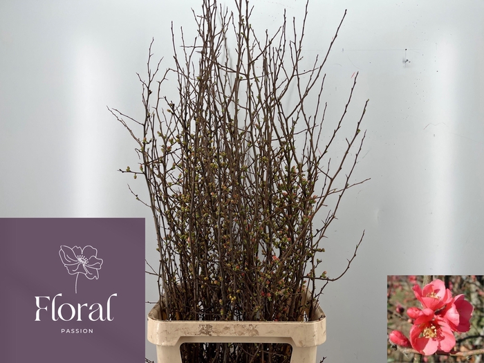 <h4>CHAENOMELES SUPERBA</h4>